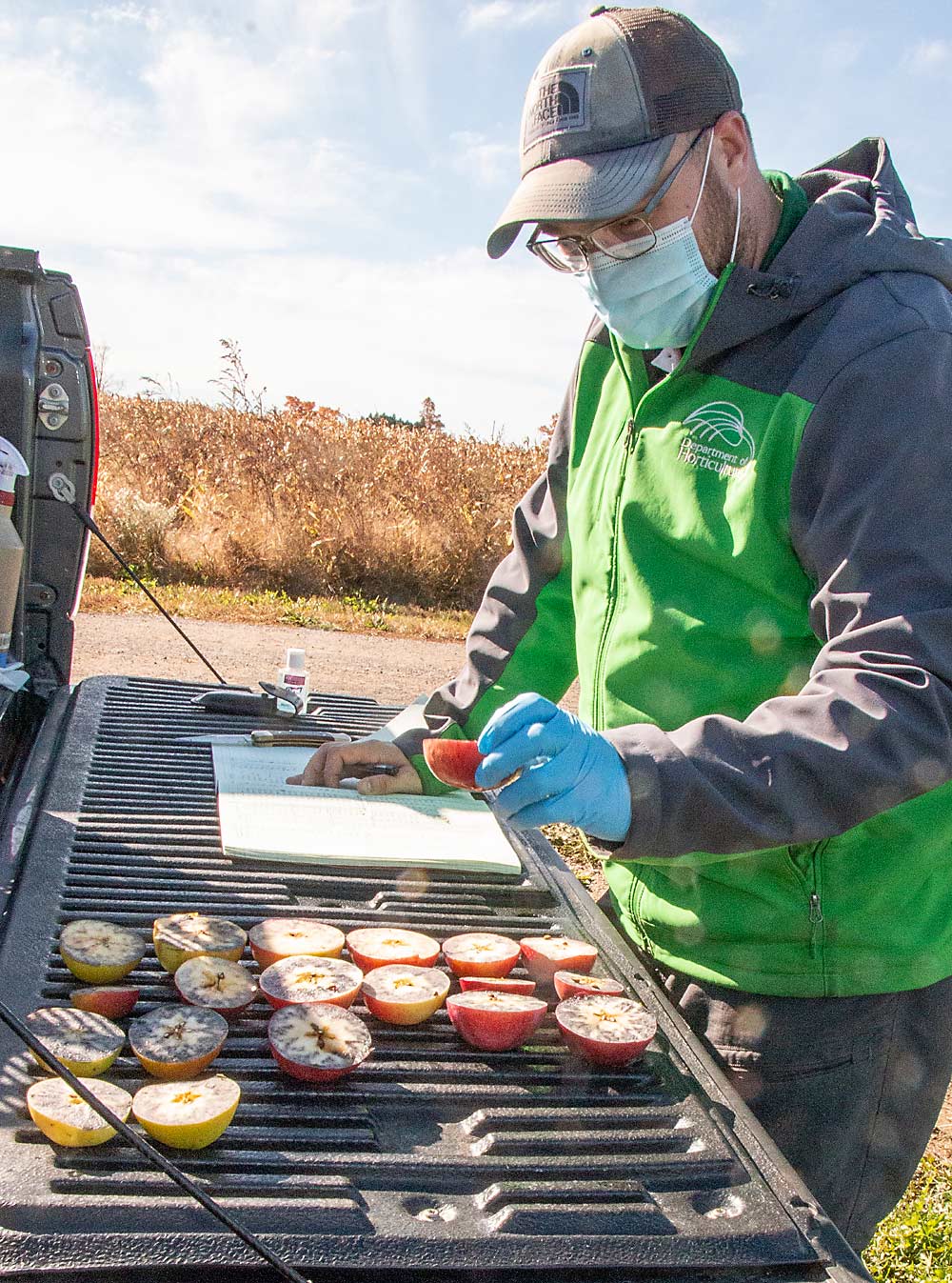کریس گوتشالک آزمایش لک نشاسته را ارزیابی می کند تا رسیدن یک رقم سیب سخت از Great Apple Lakes Cider Apple Collection در مرکز تحقیقات کلارکسویل دانشگاه ایالتی میشیگان در ماه اکتبر انجام شود.  (مت میلکوویچ / پرورش دهنده خوب میوه)