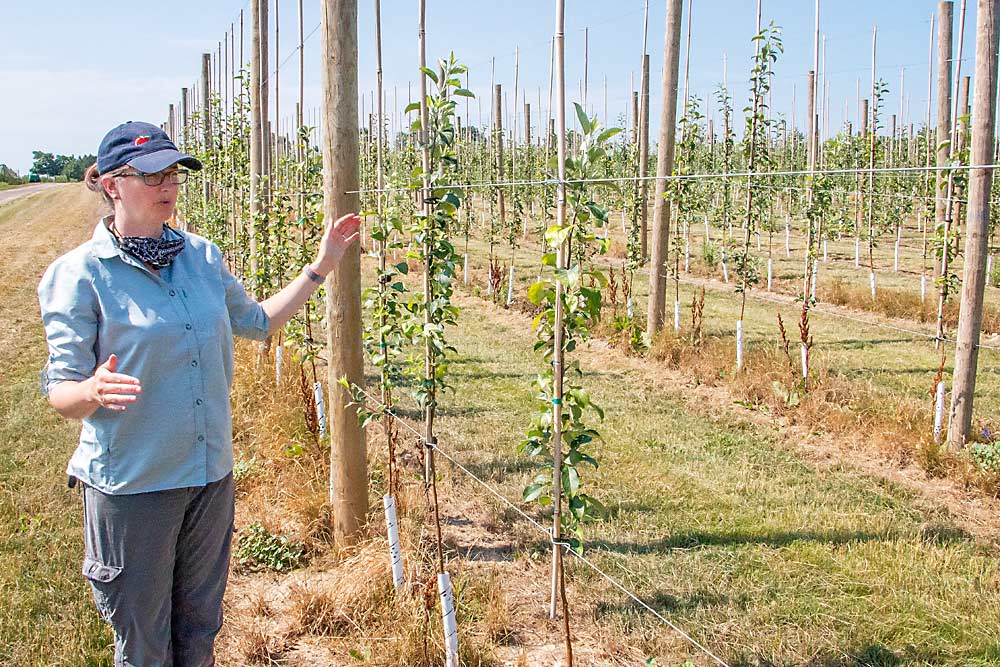 Julianna Wilson, a tree fruit specialist with Michigan State University, discusses a block of apples at MSU’s Clarksville Research Center in July. The block is part of the Michigan Apple Replant Project, which is testing the efficacy of different treatments on replant disorder in Michigan. (Matt Milkovich/Good Fruit Grower)