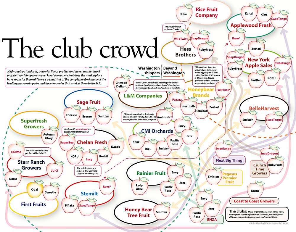 The club crowd: High-quality standards, powerful flavor profiles and clever marketing of proprietary club apples attract loyal consumers, but does the marketplace have room for them all? Here’s a snapshot of the complex web of many of the leading managed apples and the companies that market them in the U.S. (Jared Johnson and Kate Prengaman/Good Fruit Grower)