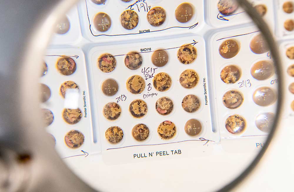 Codling moth larvae, genetically edited to dislike apples as a place to lay eggs, grow in feeding pods in September at the U.S. Department of Agriculture laboratory in Wapato, Washington. (Ross Courtney/Good Fruit Grower)