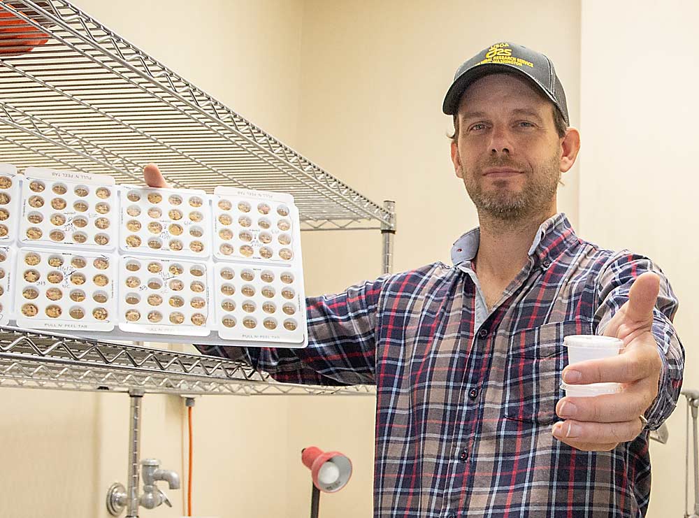 USDA research geneticist William Walker holds a feeding pod tray in one hand and a sample of edited larvae ready to pupate in the other. Walker is leading three codling moth genetics projects funded by the Washington Tree Fruit Research Commission. (Ross Courtney/Good Fruit Grower)