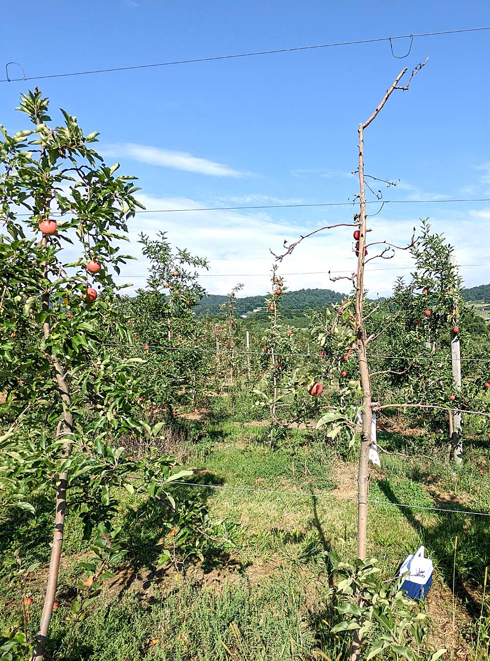 Rapid apple decline, seen here in a 2022 photo of an Adams County, Pennsylvania orchard, is a research priority for another new scientist at the Appalachian Fruit Research Station, pathologist Tami Collum. (Courtesy USDA Agricultural Research Service)