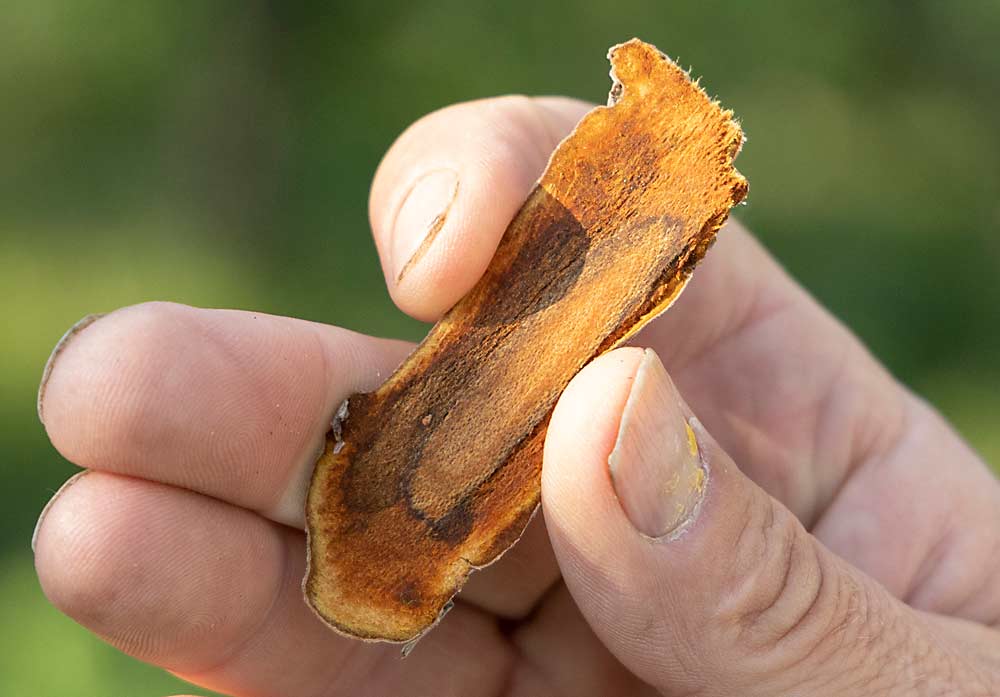 A warm fall left peach trees vulnerable to the October 2020 freeze, which damaged xylem tissue enough that trees succumbed to water stress in the summer of 2021, grower Steve Ela shows. (Kate Prengaman/Good Fruit Grower)