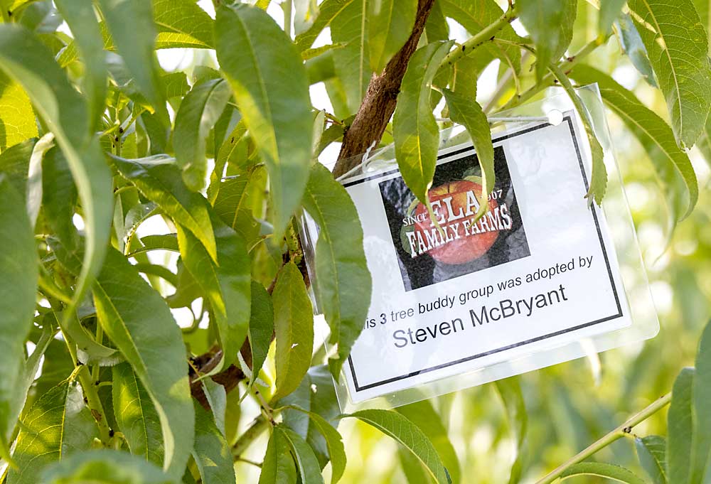 When Ela’s customers heard about the freeze losses, many donated to support the care of young trees until they come into production. (Kate Prengaman/Good Fruit Grower)