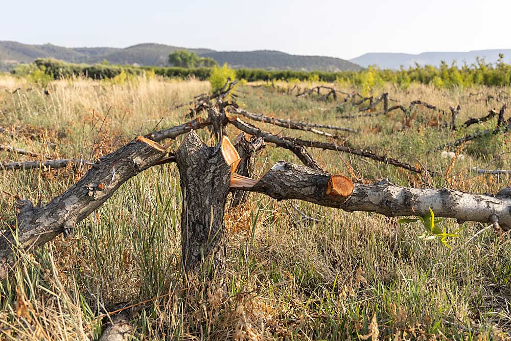 Widespread freeze losses in Western Colorado’s top fruit crop, peaches, have growers reflecting on what the future holds as they plan replanting. (Kate Prengaman/Good Fruit Grower)