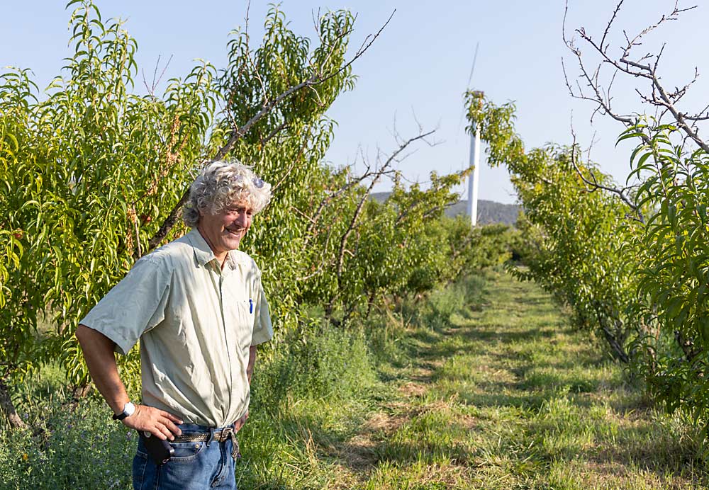 After losing almost all his peach crop to a spring freeze and then half his peach trees to a fall freeze in 2020, Colorado grower Steve Ela joked, “We’ve reset our doom-and-gloom level. It’s like, ‘Well, we’ve got a 10 percent crop, but at least these trees are alive.’” (Kate Prengaman/Good Fruit Grower)