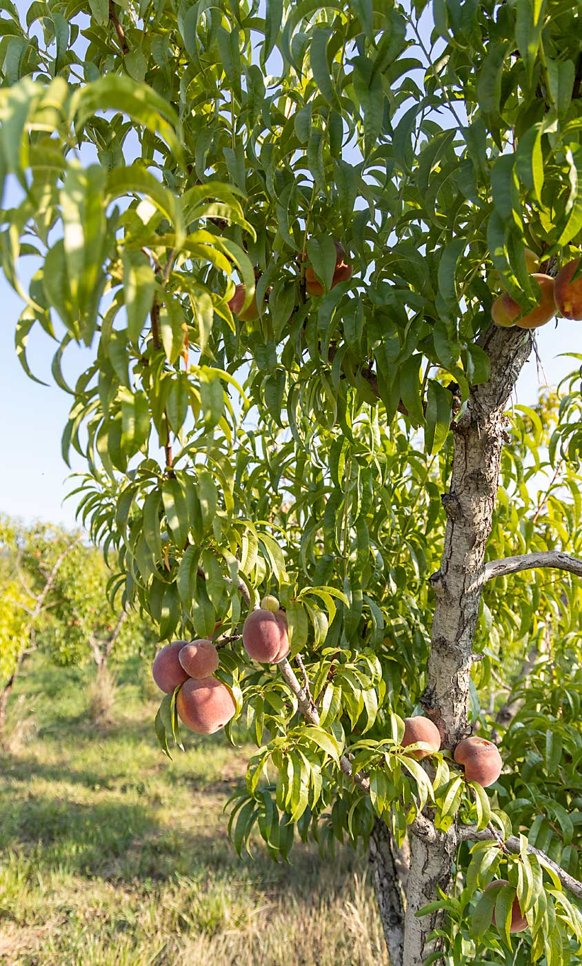 There’s only a handful of peaches on this tree, but each one is precious for Ela as he seeks to maintain relationships with loyal customers at Denver restaurants and farm markets. (Kate Prengaman/Good Fruit Grower)