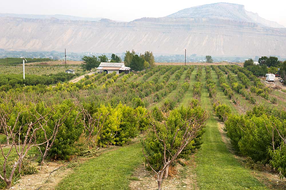A peach orchard slated for removal in Palisade, Colorado, in a haze of wildfire smoke in August 2021. In Western Colorado, growers produce the most valuable peaches in the U.S., but 2020 hit the industry hard with freeze damage that crushed the crop and led to widespread tree death in 2021. (Kate Prengaman/Good Fruit Grower)