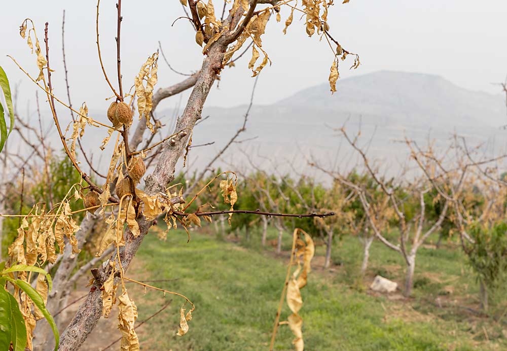 In many blocks, such as this one from last August, the freeze damage was so extensive and created opportunities for cytospora infection that Talbott opted to “fold his cards” and replant. In other blocks, his crews did a lot of heavy pruning this past winter. (Kate Prengaman/Good Fruit Grower)