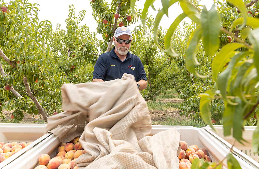Colorado peaches have a reputation for tree-ripened flavor, which takes a delicate balance of harvest timing and handling, said grower Bruce Talbott of Talbott Farms in Palisade, the region’s largest grower and packer. “We have to push the fruit as ripe as we can get it and still be able to handle it,” he said, which may mean picking in six to eight passes for some cultivars. (Kate Prengaman/Good Fruit Grower)
