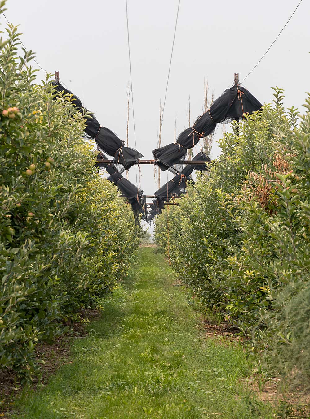 The top challenges for growing fruit in Cedaredge are frost and hail, Williams said. His father, Dan, introduced hail netting years ago, and the company now uses it on all their producing apple blocks, including these Galas that had a very short crop in 2021 after freeze damage in 2020. (Kate Prengaman/Good Fruit Grower)