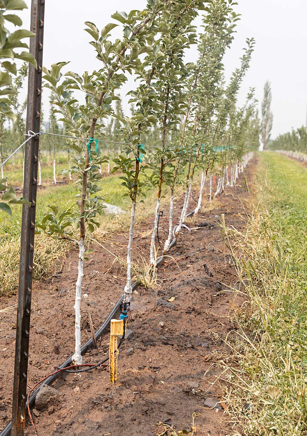 After losing many acres of peaches in 2021, Williams moved quickly to replace them with high-density apples, including Honeycrisp, Ambrosia and cider-specific varieties. He and his crew planted 100,000 trees last spring, as quickly as they could get them, and returned later in the season to install the trellis. (Kate Prengaman/Good Fruit Grower)