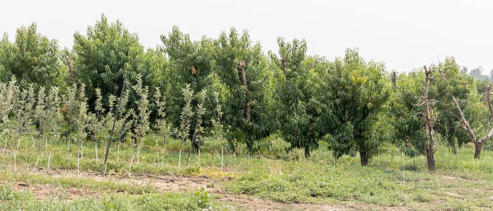 In Cedaredge, which sits at a higher elevation than Palisade, the freeze damage led grower Ty Williams to replant peach orchards into high-density apples instead. (Kate Prengaman/Good Fruit Grower)