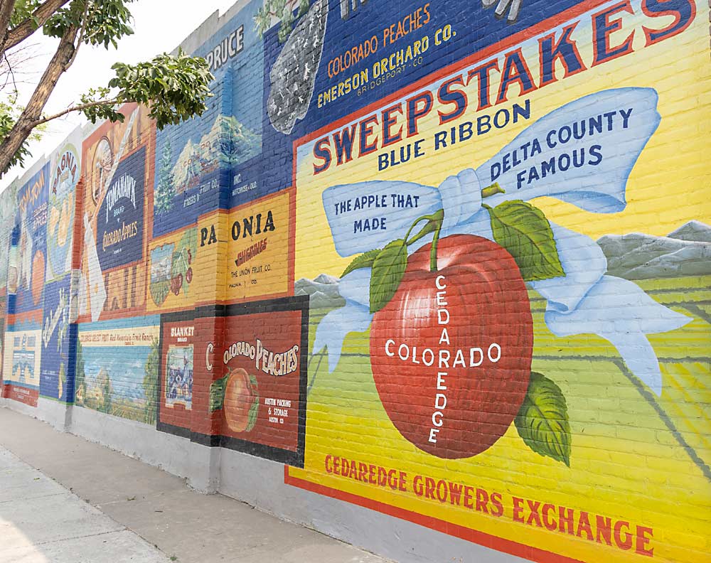Delta County has been the heart of Colorado’s fruit production for generations, as this mural of traditional fruit labels from the region showcases in the town of Delta. While much has changed since artist Connie Williams painted it in 1988, her family continues to grow fruit in Cedaredge. (Kate Prengaman/Good Fruit Grower)