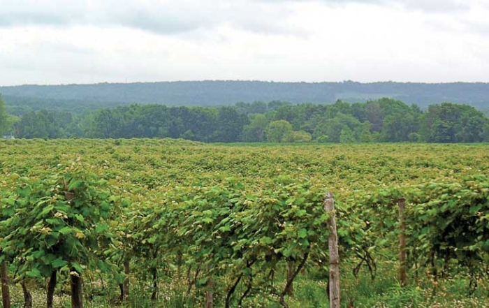 Concord grapes occupy about 30,000 acres between the Lake Erie shore and the Allegany Plateau Escarpment, the high ground visible in the distance. (Richard Lehnert/Good Fruit Grower)