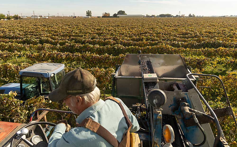 Bob McFarland watches the vines below him as he drives a harvester at Hale Vineyard in Wapato, Washington, in October. (Kate Prengaman/Good Fruit Grower)