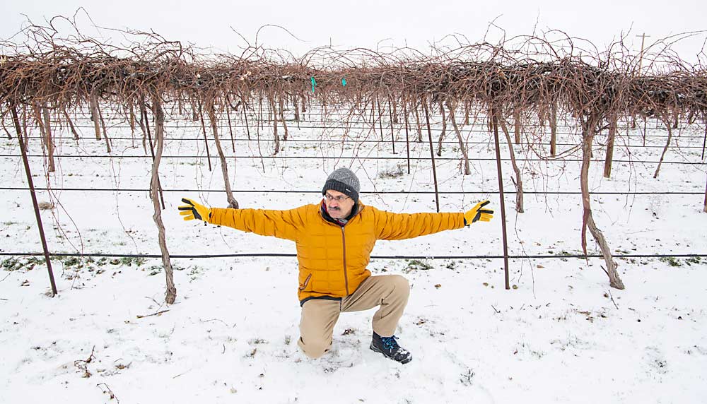 Washington State University viticulturist Markus Keller shows how a wide Concord grapevine spacing, in this case 12 feet, can still result in as much production per row as planting more densely. “We underestimate how big these plants can get in the forest,” Keller said. The density trial he planted at WSU’s Roza research vineyard in Prosser almost 20 years ago still informs his advice to growers who want to plant efficient vineyards today. (Ross Courtney/Good Fruit Grower)