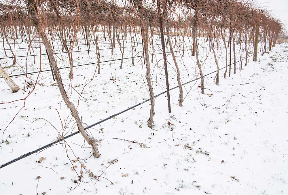 Planting Concord grapevines too densely can reduce production, as Keller found in his trial’s 3-foot spacing. Planted too closely, these vines compete for light by producing more leaves and less fruit than vines spaced at 6, 9 or 12 feet. (Ross Courtney/Good Fruit Grower)