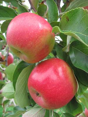 Varieties Archive - New York Apple Association