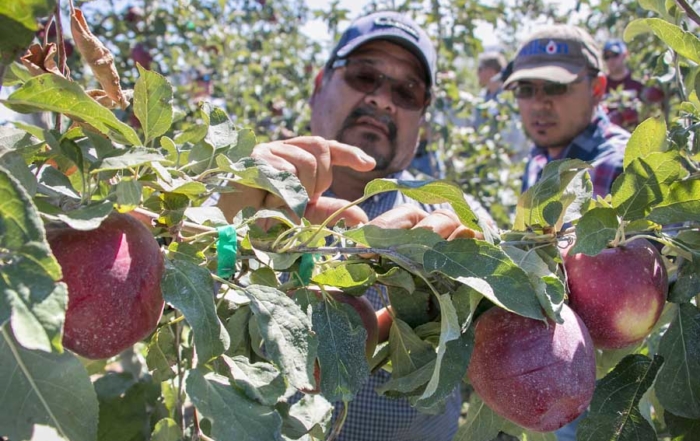 Antonio Quintana of Mt. Adams Orchards discusses the stem length of Cosmic Crisp apples with Juan Piñon of Wilson Irrigation during a field day at test blocks north of Prosser, Washington, in September. (Ross Courtney/Good Fruit Grower)