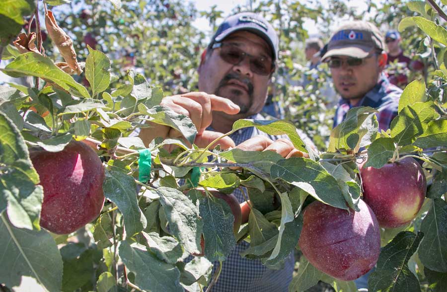 Antonio Quintana of Mt. Adams Orchards discusses the stem length of Cosmic Crisp apples with Juan Piñon of Wilson Irrigation during a field day at test blocks north of Prosser, Washington, in September. (Ross Courtney/Good Fruit Grower)