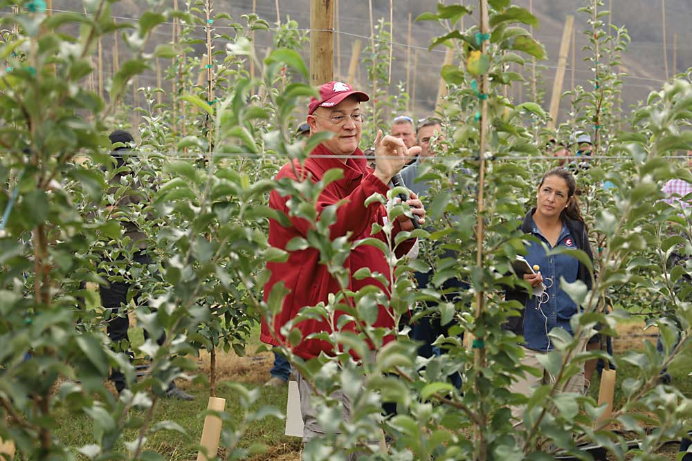 During a field day tour of Washington State University’s research orchard in Rock Island, Stefano Musacchi, endowed chair for tree fruit physiology, discusses how making 4- to 6-inch heading cuts (also known as click pruning) can set up young WA 38 trees for a cycling of fruiting wood and renewal. This minimizes the variety’s tendency for blind wood. (Kate Prengaman/Good Fruit Grower)