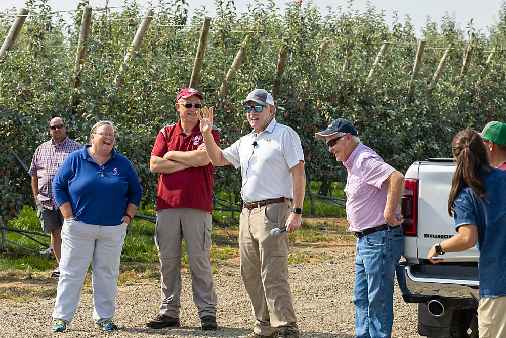 “Scott, I don’t think you’ve ever said no to a tour,” said Karen Lewis of Washington State University, as she and WSU’s Stefano Musacchi interview Scott and his area manager, Dave Chism, during a September field day that focused on how they learned from their initial training mistakes in this fourth-leaf WA 38 block. Pictured left to right in the foreground are Lewis, Musacchi, Scott McDougall and Chism. (Kate Prengaman/Good Fruit Grower)