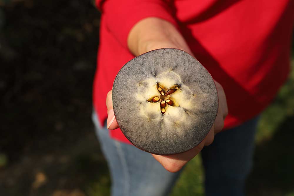 This WA 38 apple shows the perfect level of starch clearing to start harvest, according to Ines Hanrahan, executive director of the Washington Tree Fruit Research Commission. While harvest is still a month away for many growers, Hanrahan found this sunburned apple that showed a 2.0-level starch clearing on the WA 38-specific scale the commission developed. (Kate Prengaman/Good Fruit Grower)