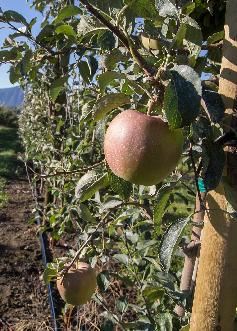 A WA 38 apple ripens in the morning sun. (Ross Courtney/Good Fruit Grower)