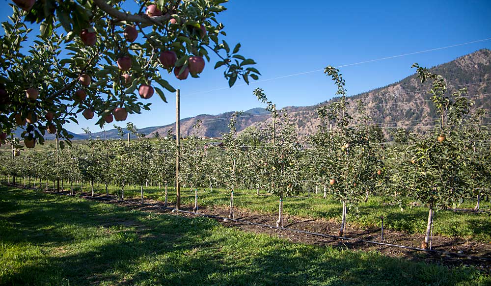 While many WA 38 growers harvested their first commercial crop in 2019, from both second- and third-leaf trees, Anderson wanted to give his 2-acre orchard another year of growth after struggling with fire blight in his first few years. He planted in 4- by 11.5-feet spacing on Malling 9-337 rootstocks, only because fire blight-resistant Geneva rootstocks were unavailable when he planted in 2016. (Ross Courtney/Good Fruit Grower)