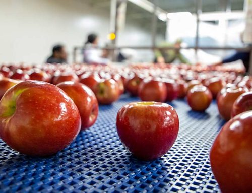 Washington growers forecast smaller apple crop