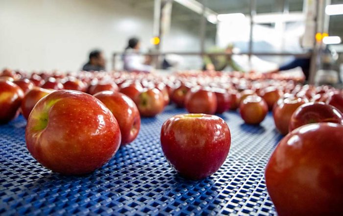 The River Valley packing line pauses while quality control employees inspect the wax job on a bin of WA 38 apples. (Ross Courtney/Good Fruit Grower)