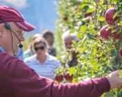 Stefano Musacchi, Washington State University horticulturist and endowed chair in tree fruit physiology and management, discusses fruit spacing of the Cosmic Crisp in September at the Sunrise research orchard near Wenatchee. (Ross Courtney/Good Fruit Grower)
