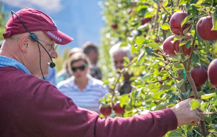 Stefano Musacchi, Washington State University horticulturist and endowed chair in tree fruit physiology and management, discusses fruit spacing of the Cosmic Crisp in September at the Sunrise research orchard near Wenatchee. (Ross Courtney/Good Fruit Grower)