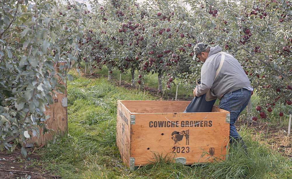In late October, local workers were racing against a hard freeze in the forecast to bring in the last 30 bins of WA 38 apples at Chuck Turner’s upper Yakima Valley, Washington, orchard. (Kate Prengaman/Good Fruit Grower)