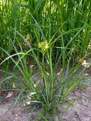 Yellow nutsedge (Courtesy Cornell University)