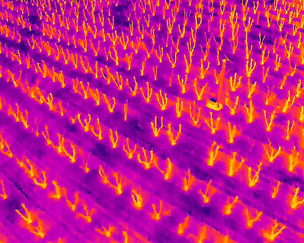 The cherry trees glow red, warmer than the surrounding air, on a cold night in early April 2023, as captured by the thermal sensor on the drone Washington State University uses to measure inversions. (Courtesy Srikanth Gorthi/Washington State University)