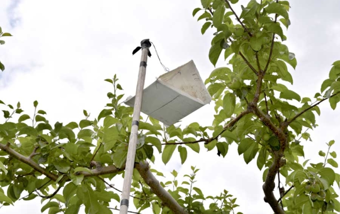 A surveillance trap hangs amid apple trees as part of a monitoring effort for new pests in British Columbia. (Courtesy Michelle Cook, Okanagan-Kootenay Sterile Insect Release Program)