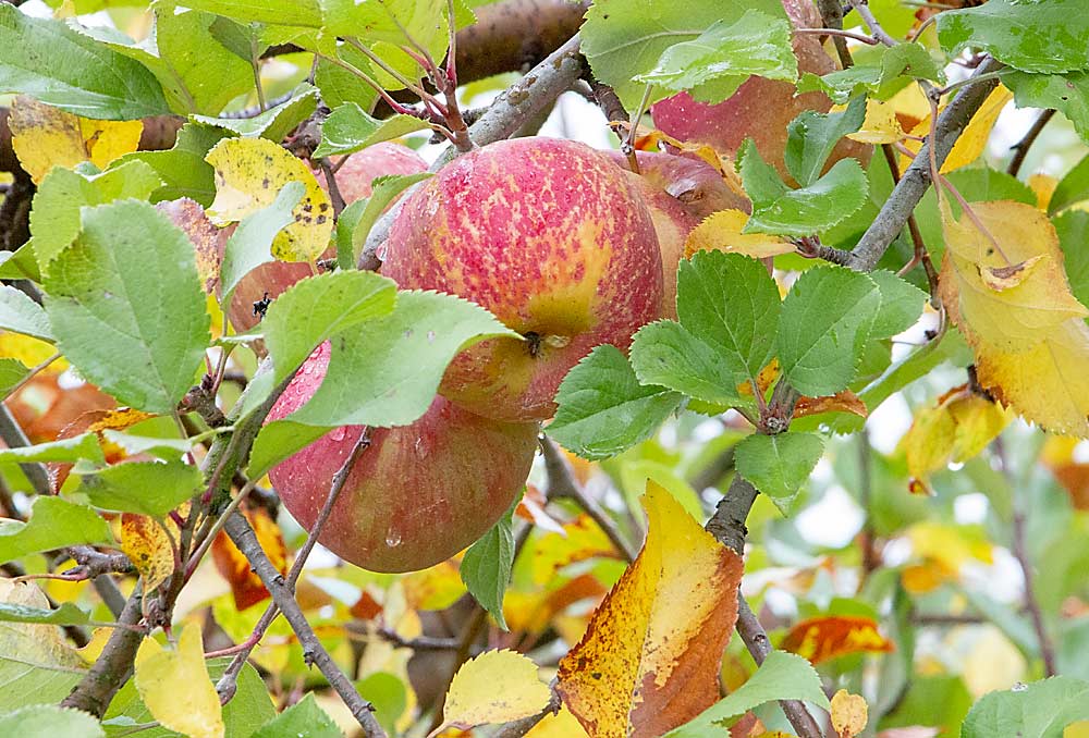 MAIA1 apples (branded as EverCrisp) hanging from the mother tree at David Doud’s Countyline Orchard, Wabash, Indiana, in October 2020. (Matt Milkovich/Good Fruit Grower)