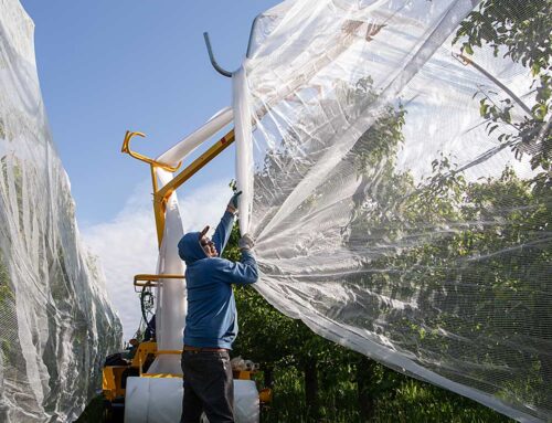 Unstructured netting provides a bug barrier — Video