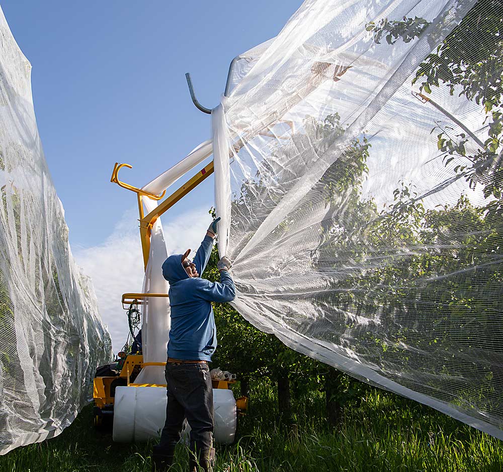 Unstructured netting provides a bug barrier — Video - Good Fruit Grower
