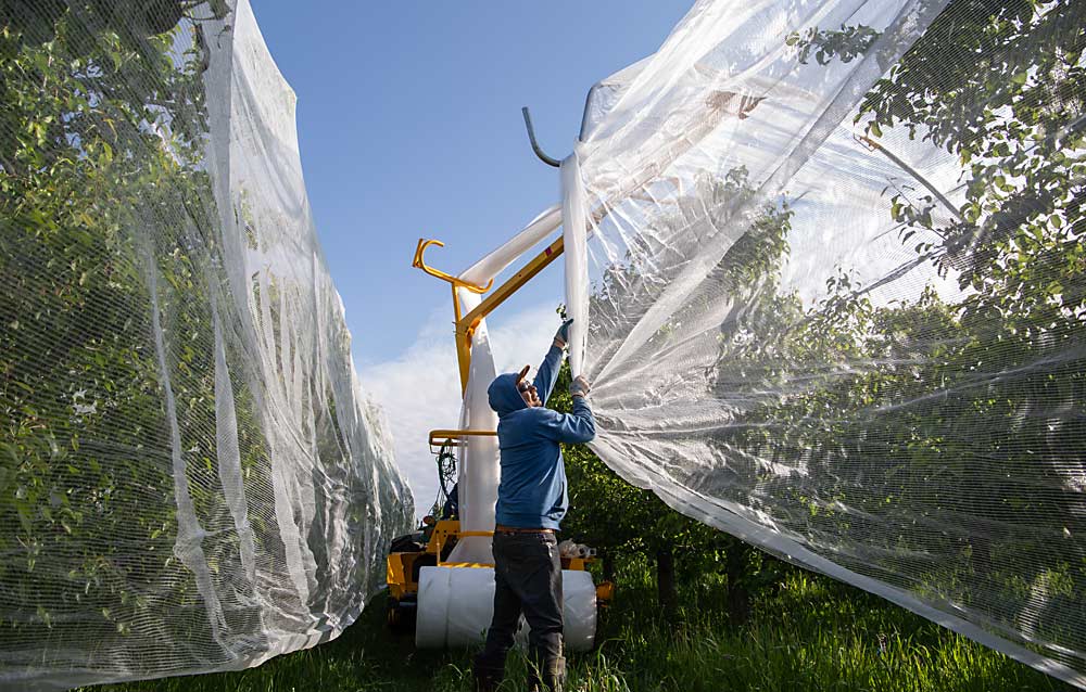 Juan Borja pulls single-row netting over organic pear rows in May in White Salmon, Washington, where Mount Adams Fruit is using the netting to exclude brown marmorated stink bug. (Ross Courtney/Good Fruit Grower)