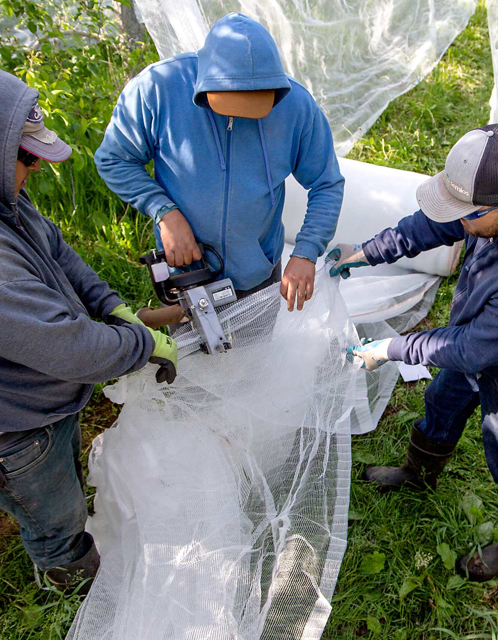 Borja, center, uses a battery-powered sewing machine to join the ends of two sections of fabric, while Carlos Morales, left, and Enrique Sandoval stretch the seam flat.  (Ross Courtney/Good Fruit Grower)