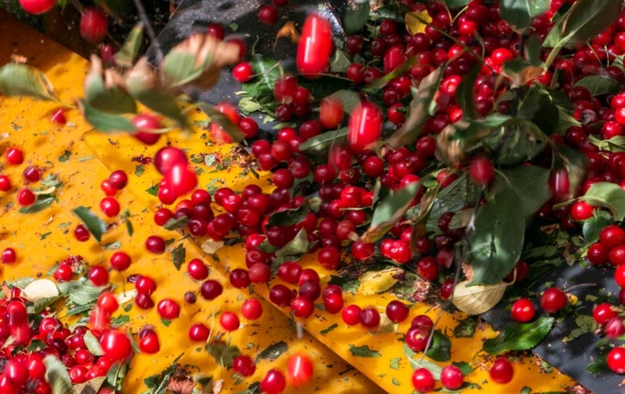Tart cherries are harvested at Dorsing Farms of Royal City, Washington, on July 13, 2018. (Ross Courtney/Good Fruit Grower)