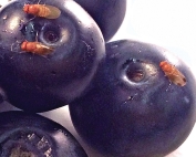Spotted wing drosophila love blueberries, though not when they’ve been treated with butyl anthranilate. The male fly has a dark spot at the tip of its wings. (Courtesy University of California, Riverside)