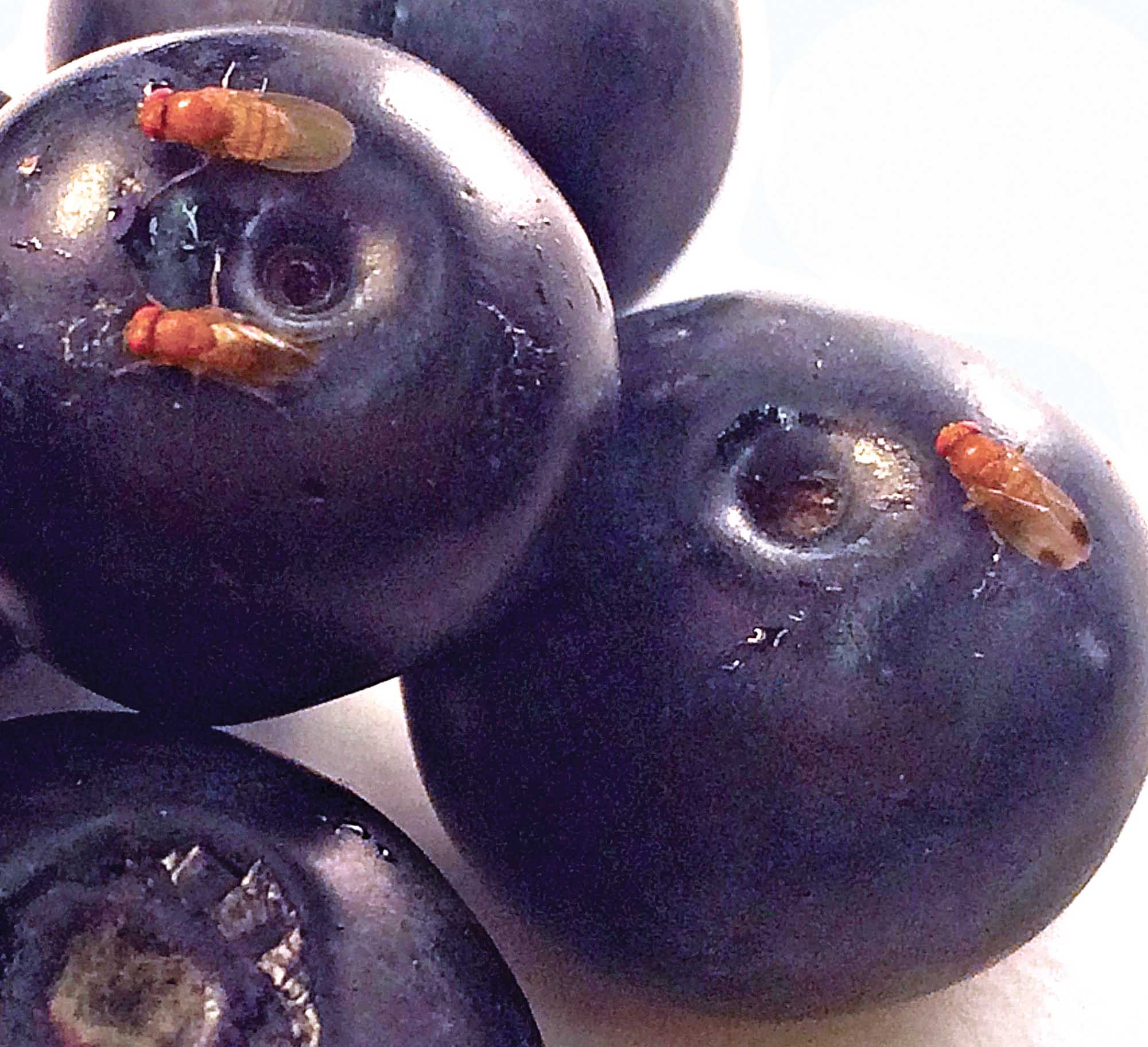 Spotted wing drosophila love blueberries, though not when they’ve been treated with butyl anthranilate. The male fly has a dark spot at the tip of its wings. (Courtesy University of California, Riverside)