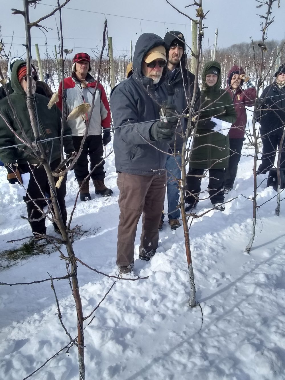 On the post-conference bus tour following IFTA in Grand Rapids, Dave Rennhack prunes Evercrisp planted in 2018 on G.41 and G.11 at his orchard in Hart, Michigan. (Matt Milkovich/Good Fruit Grower)