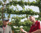 Matt Whiting, right, Washington State University research horticulturist, discusses the intricacies of raising the Early Robin cherry variety with grower Denny Hayden during a May tour in Pasco, Kennewick and Benton City, Washington. The Early Robin is one of the first blush varieties to ripen and is rising in popularity. (Ross Courtney/Good Fruit Grower)
