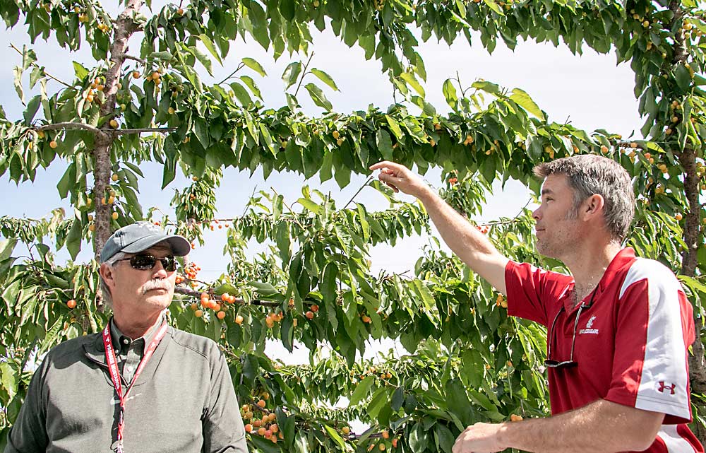 Grower Denny Hayden, left, and Washington State University’s Matt Whiting discuss the Early Robin cherries growing in a structured lattice along trellis wires, during a May 2016 tour. (Ross Courtney/Good Fruit Grower)