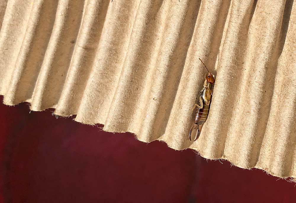 An earwig crawls along a simple trap of corrugated cardboard during a 2016 research project in a Quincy, Washington, orchard. Washington State University entomologists have concluded that earwigs, an omnivorous insect, provide a biological control for woolly apple aphid and don’t cause their own damage to apples. (Ross Courtney/Good Fruit Grower)